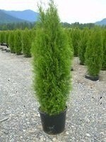 Tuja occidentalis smaragd